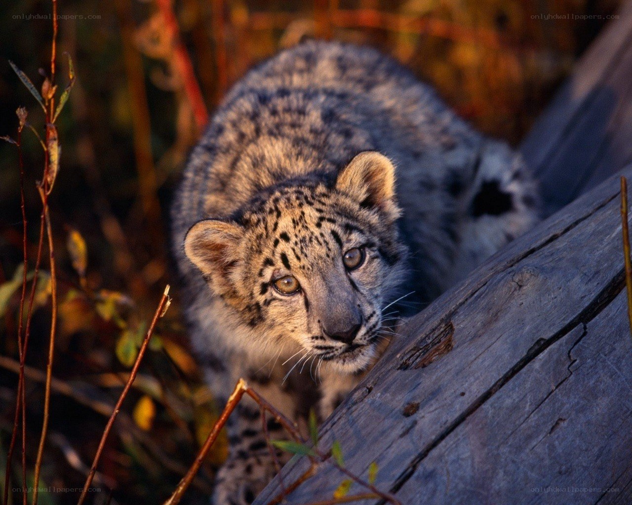 Snow leopard cub in the wild
