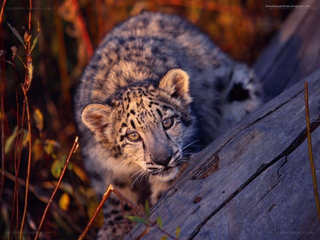 Snow leopard cub in the wild
