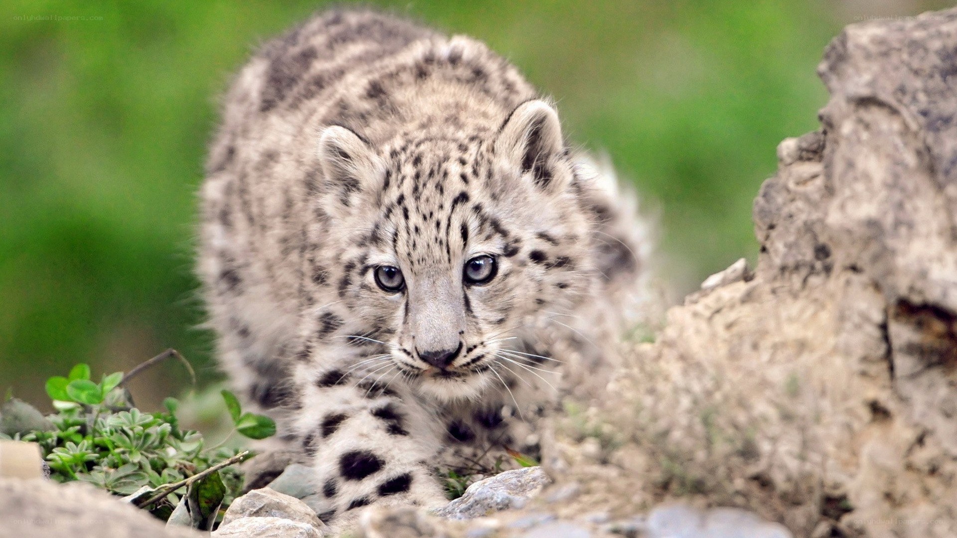 Snow leopard cub in the wild