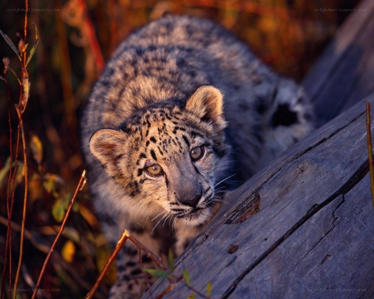 snow leopard cub in the wild