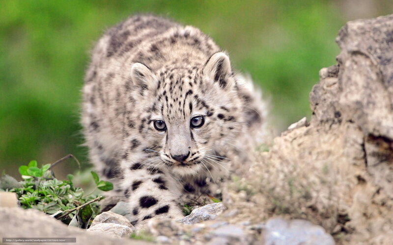 snow leopard cub in the wild