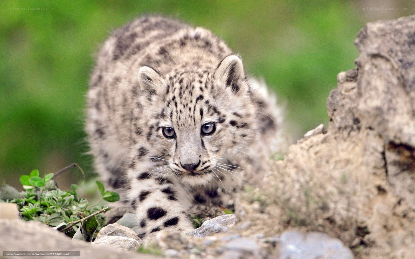 snow leopard cub in the wild