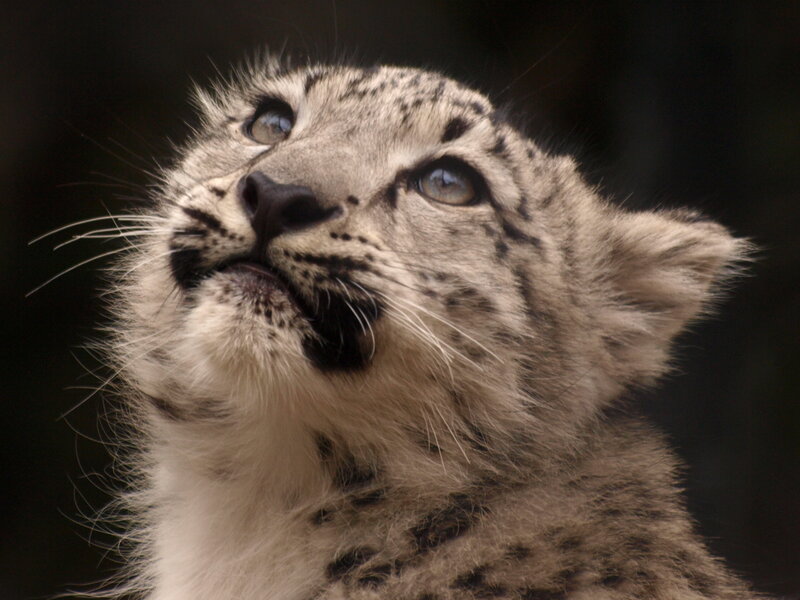 snow leopard cub looking up