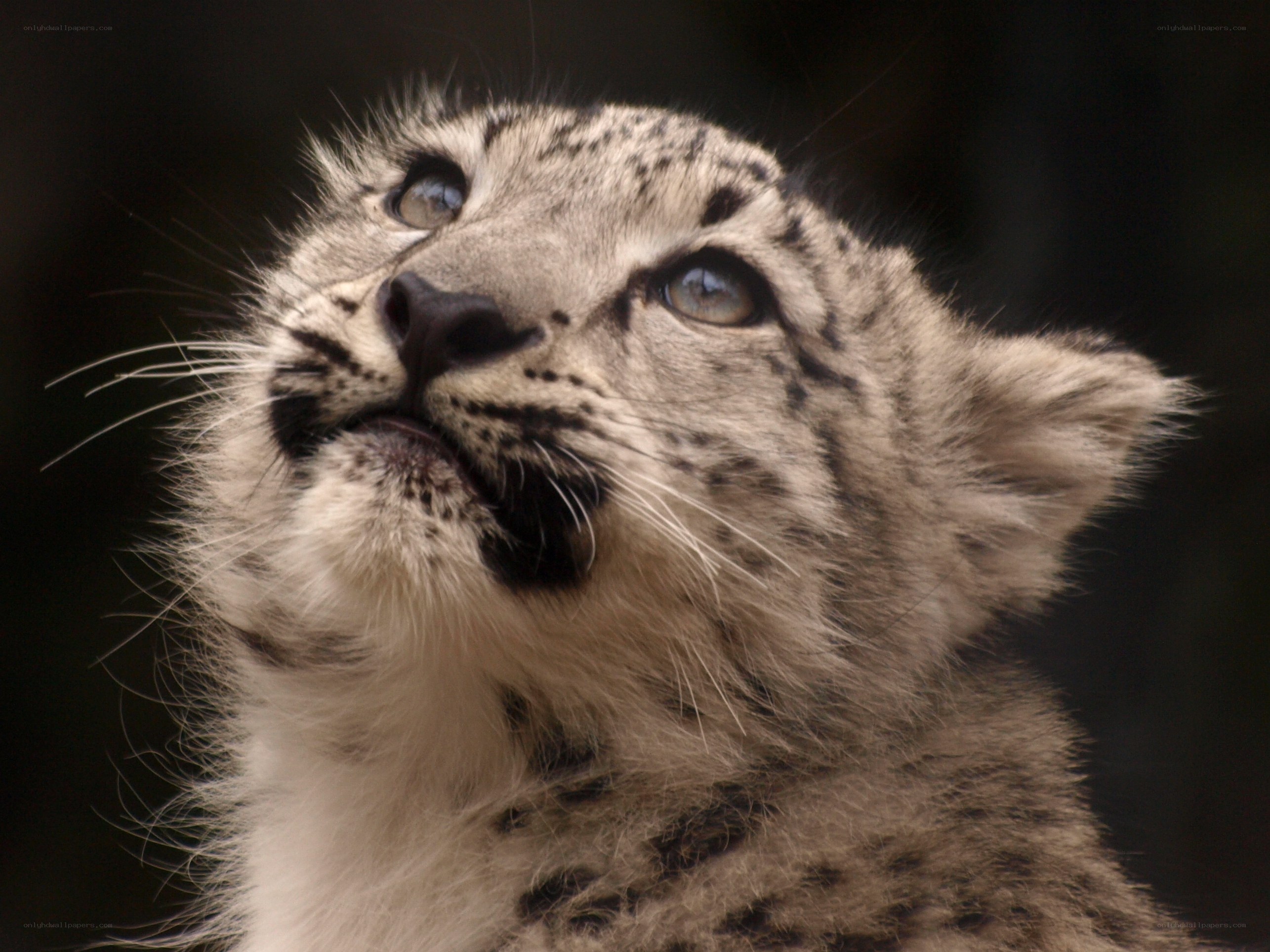 snow leopard cub looking up