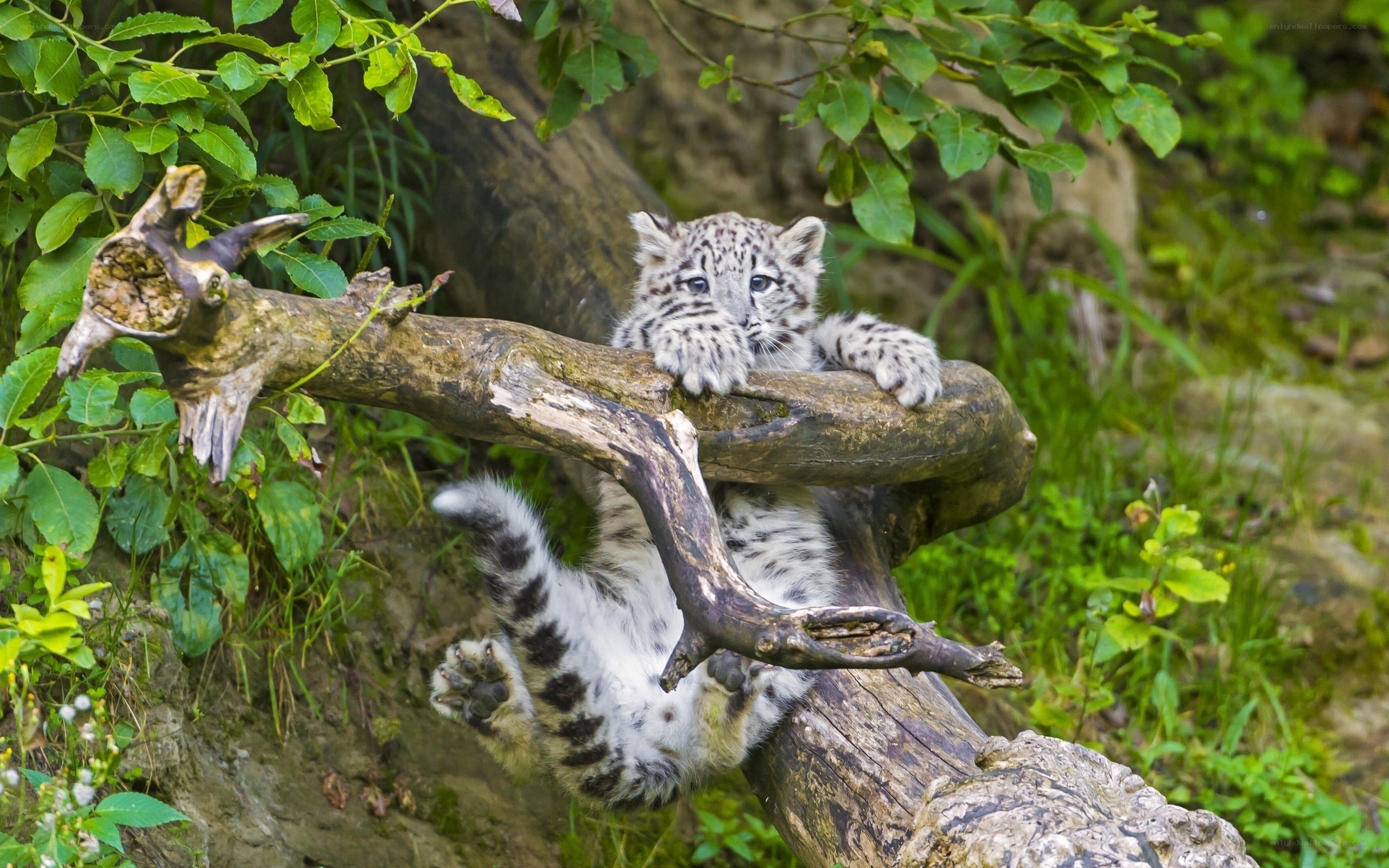 Snow leopard cub on a branch