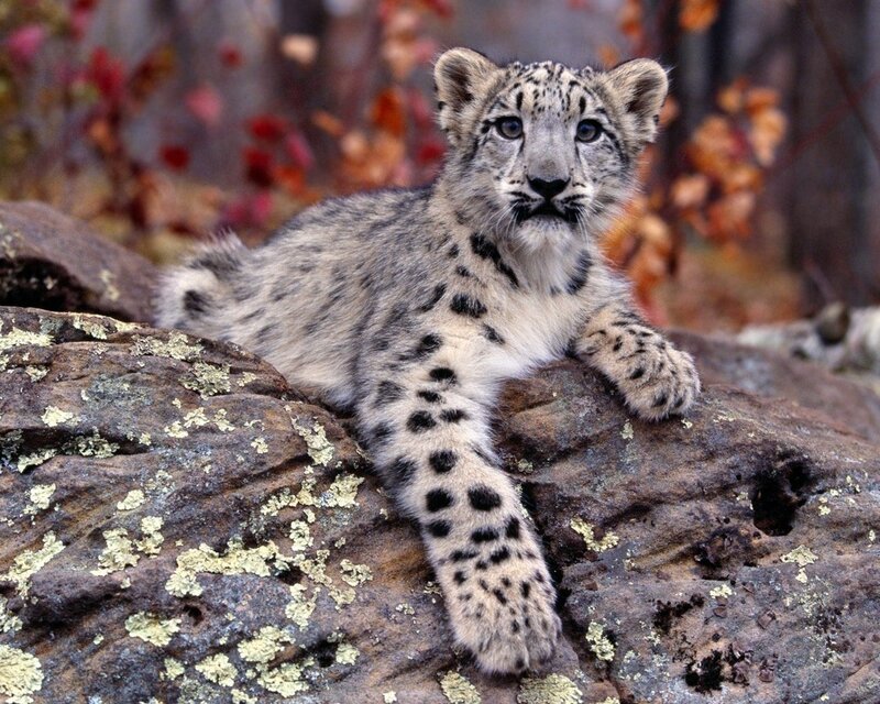 Snow leopard cub on a rock