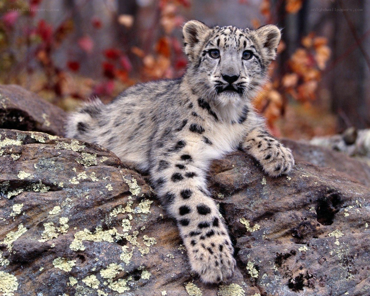 Snow leopard cub on a rock