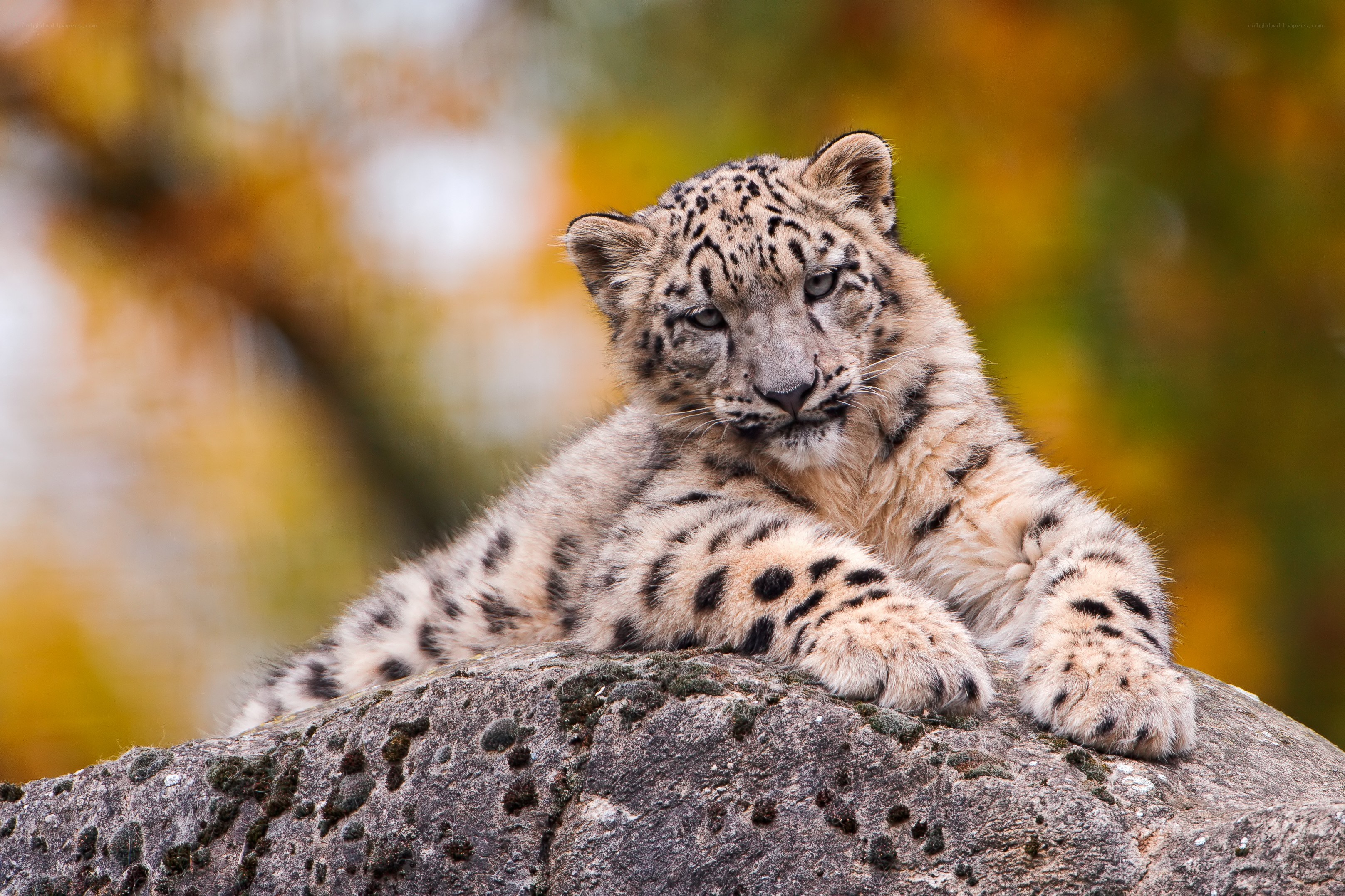 snow leopard cub on a rock