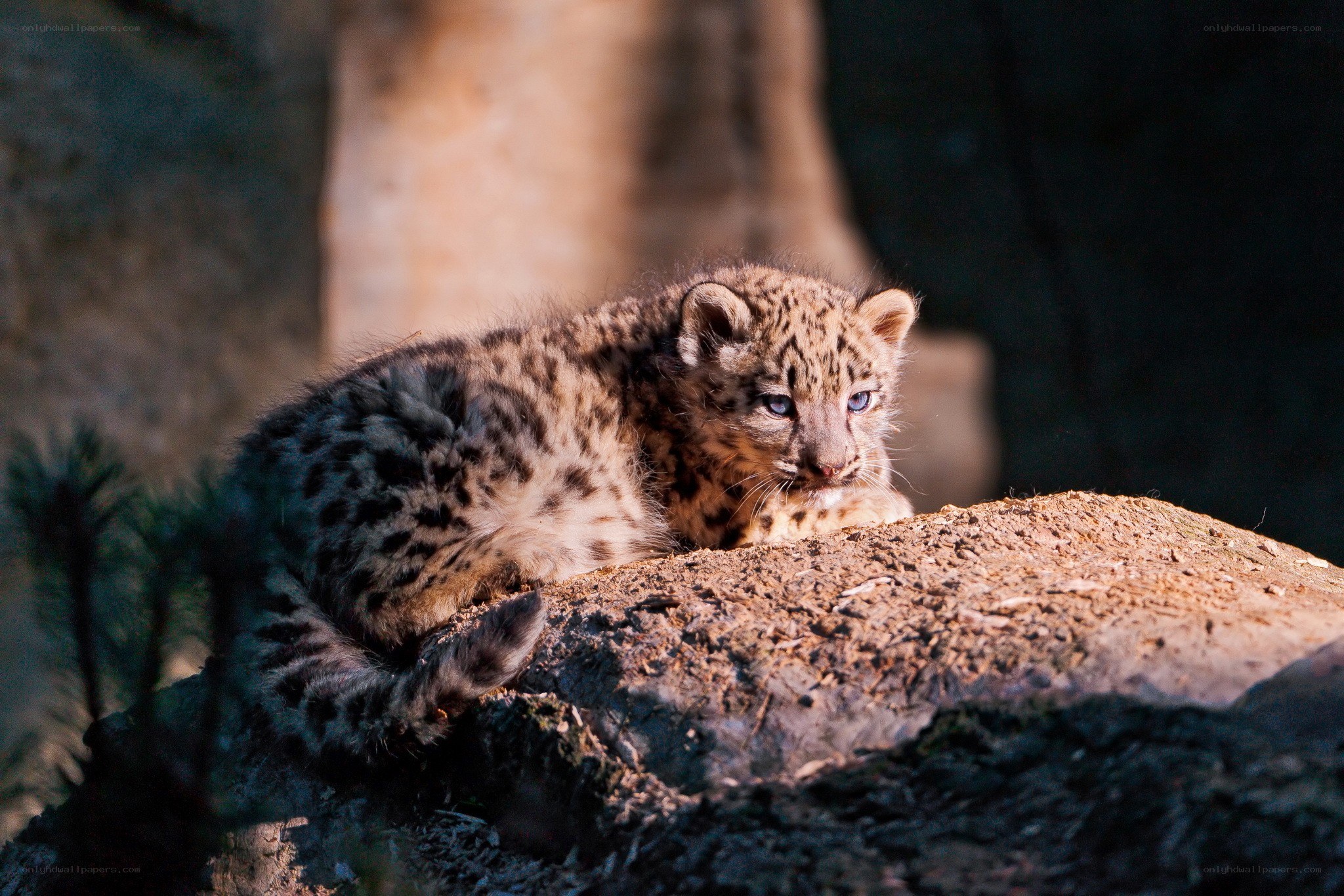 Snow leopard cub on a rock