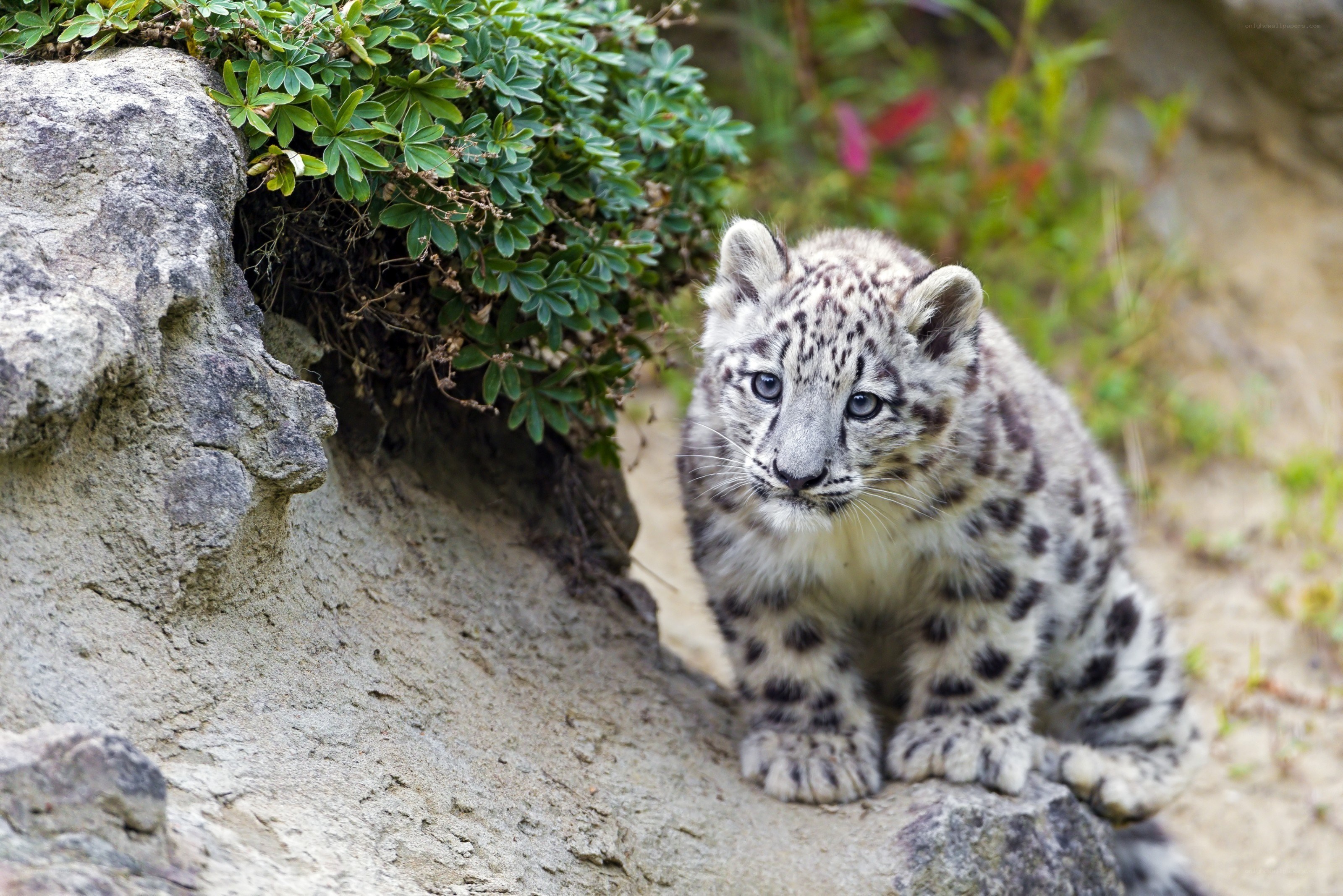 Snow leopard cub on a rock