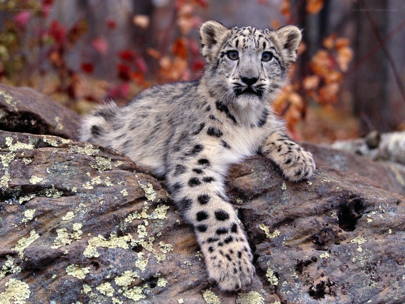 Snow leopard cub on a rock
