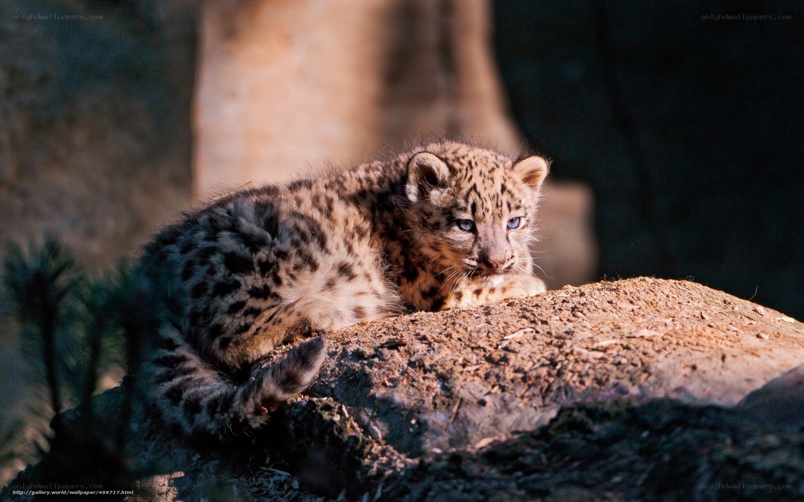 Snow leopard cub on a rock
