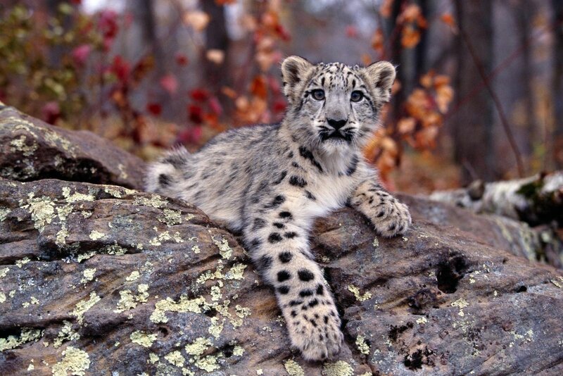 Snow leopard cub on a rock