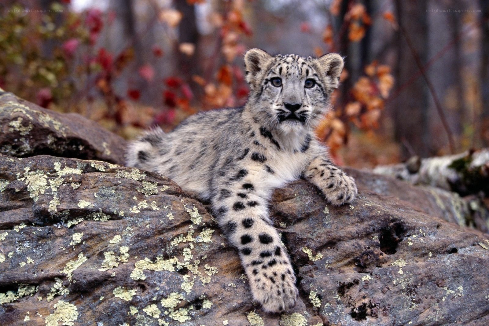 Snow leopard cub on a rock