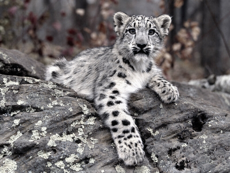 Snow leopard cub on a rock