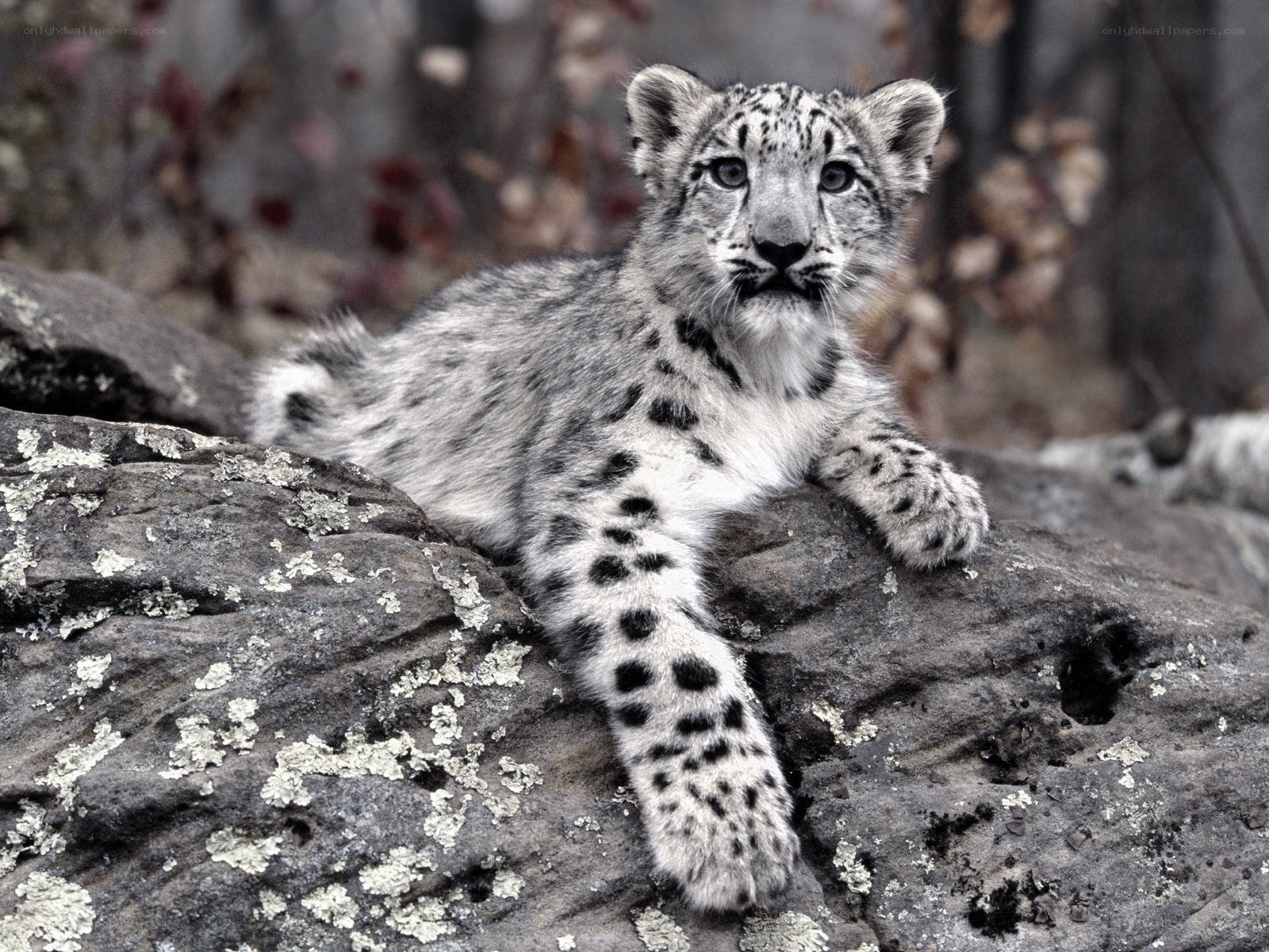 Snow leopard cub on a rock