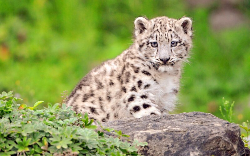 Snow leopard cub on a rock