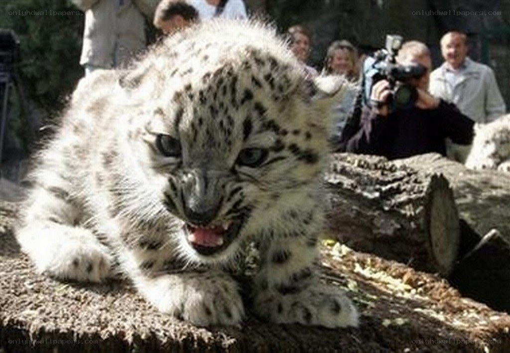 Snow leopard cub on log