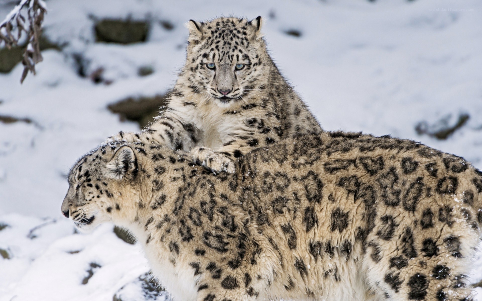 Snow leopard cub on mother