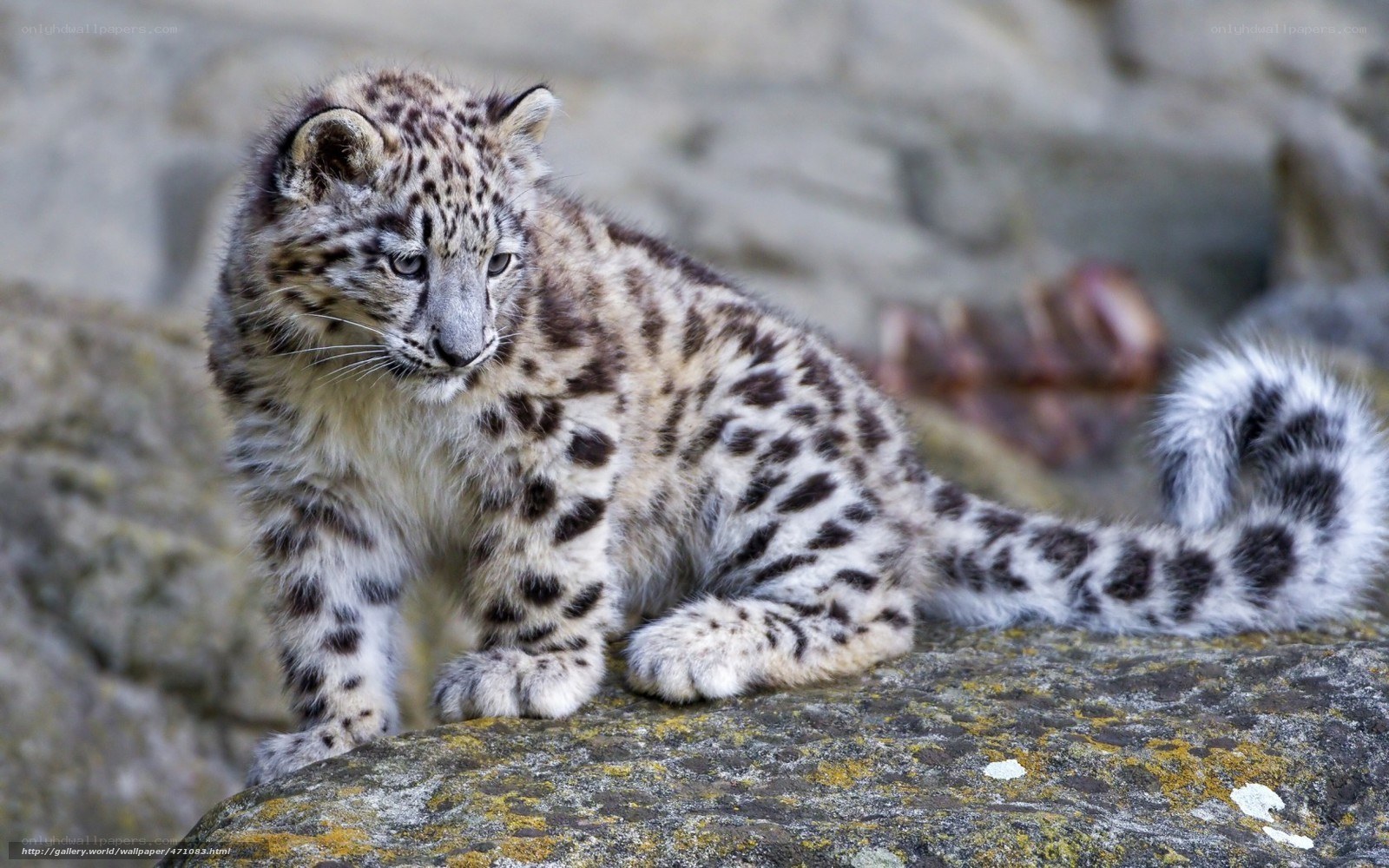 Snow leopard cub on rock