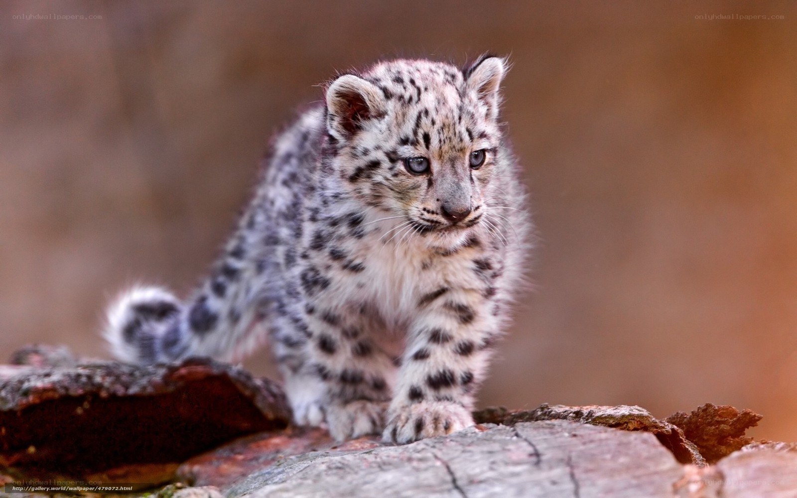 Snow leopard cub on rock