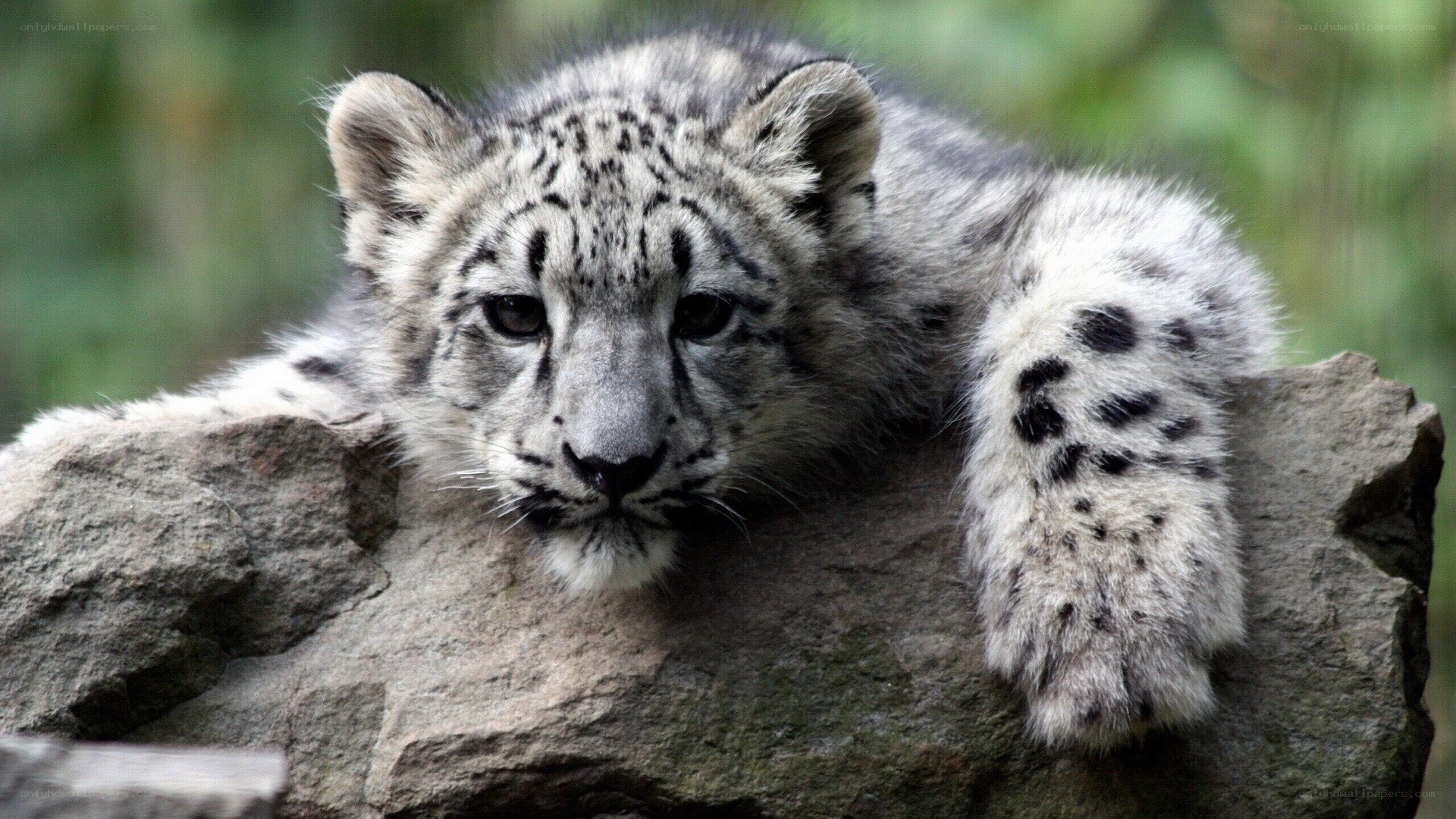 snow leopard cub on rock