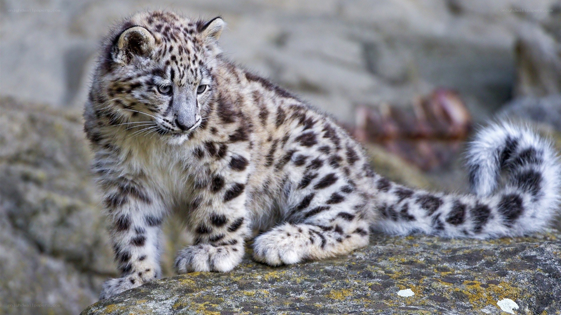 snow leopard cub on rock