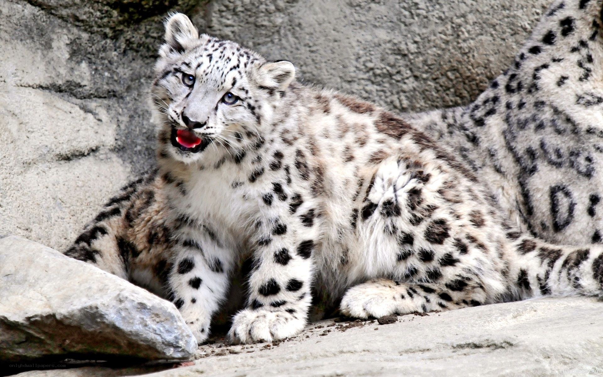 Snow leopard cub on rocks