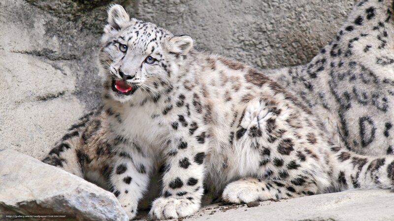 snow leopard cub on rocks
