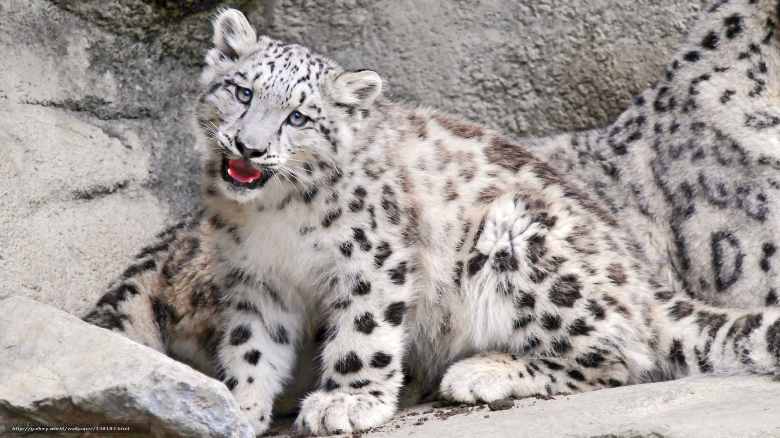 snow leopard cub on rocks