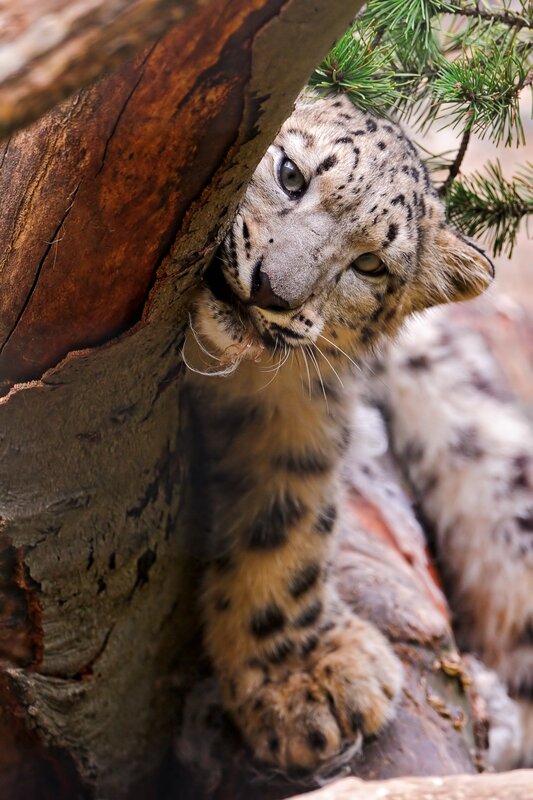 Snow leopard cub peeking from tree