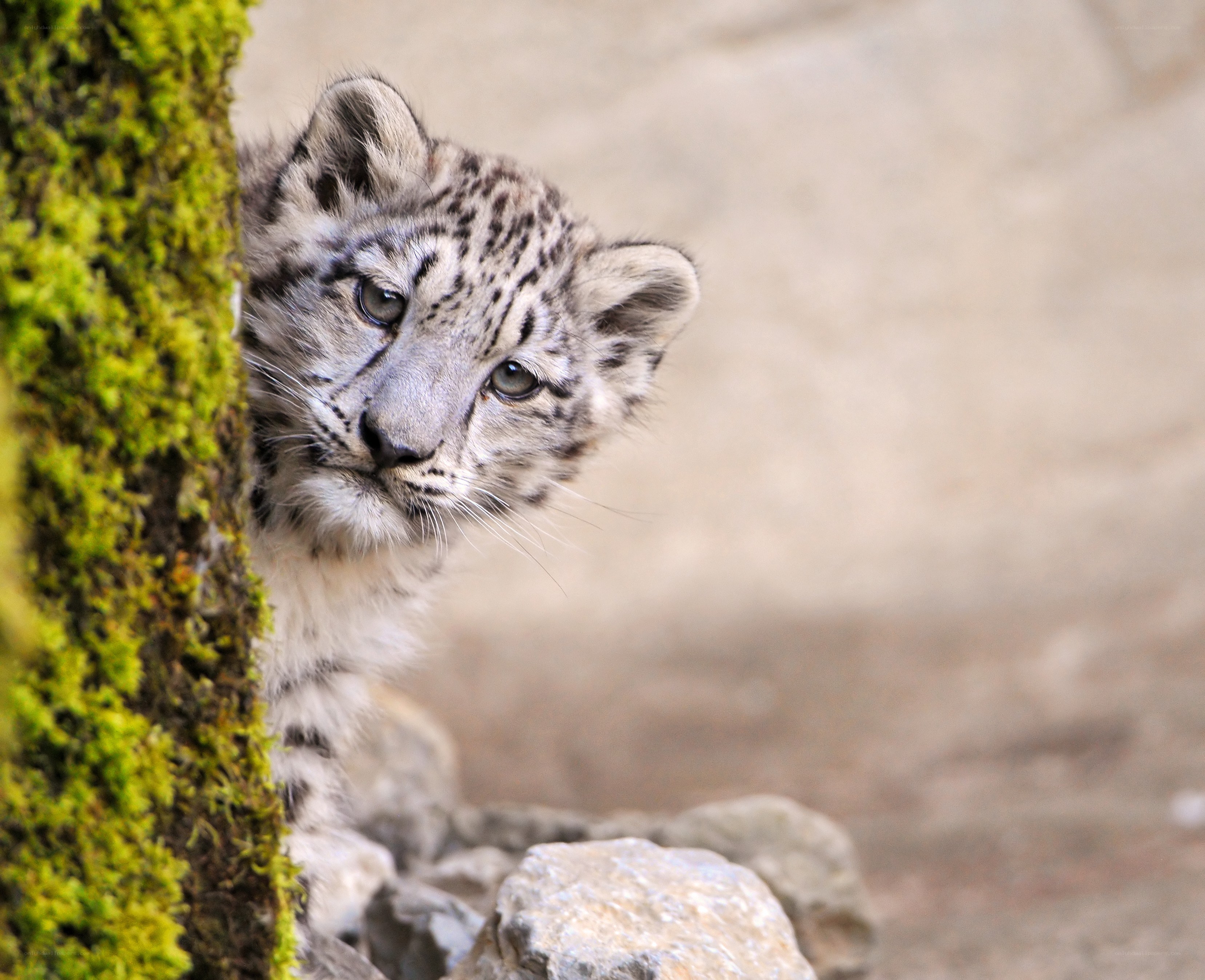 Snow leopard cub peeking out