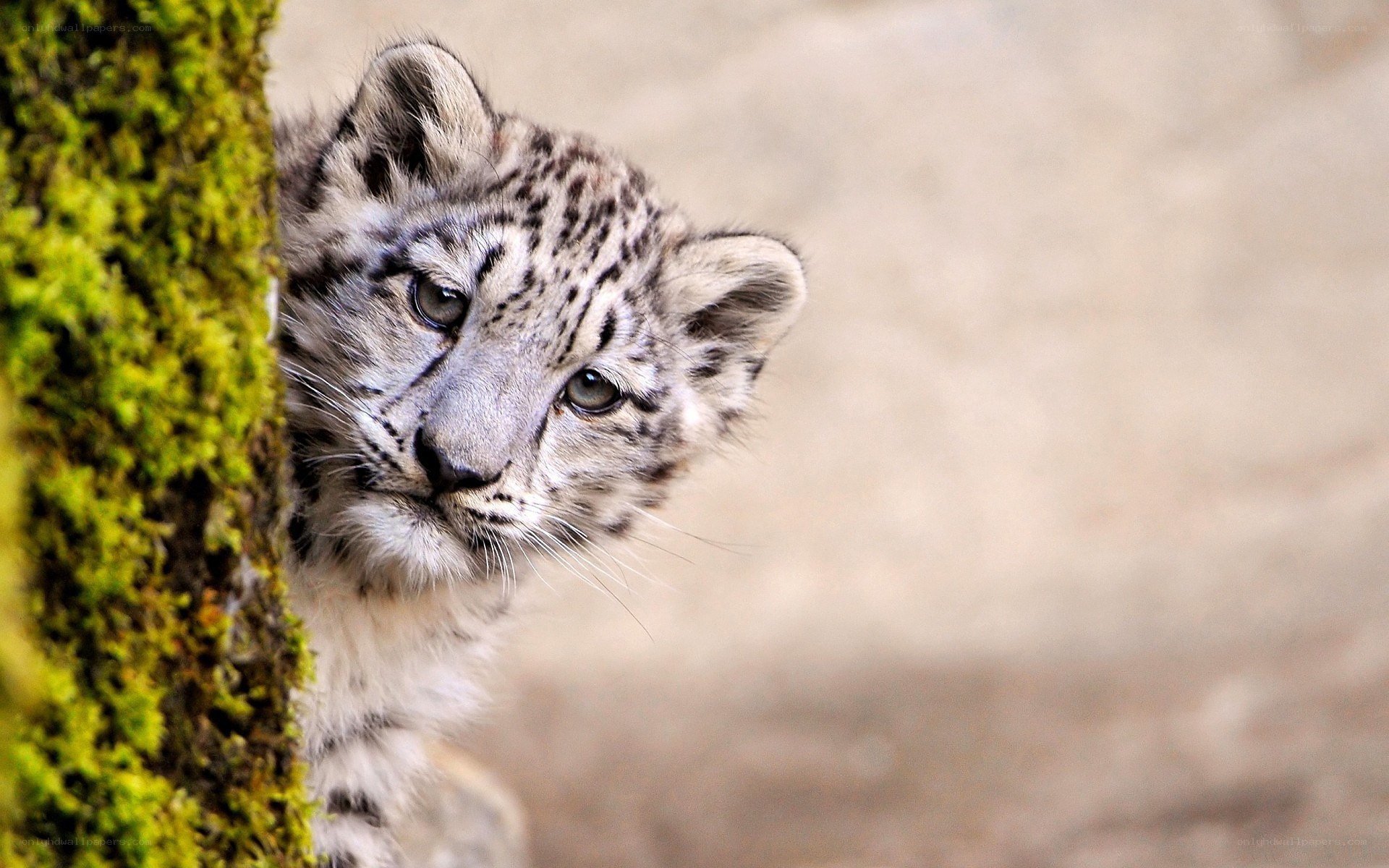 Snow leopard cub peeking out