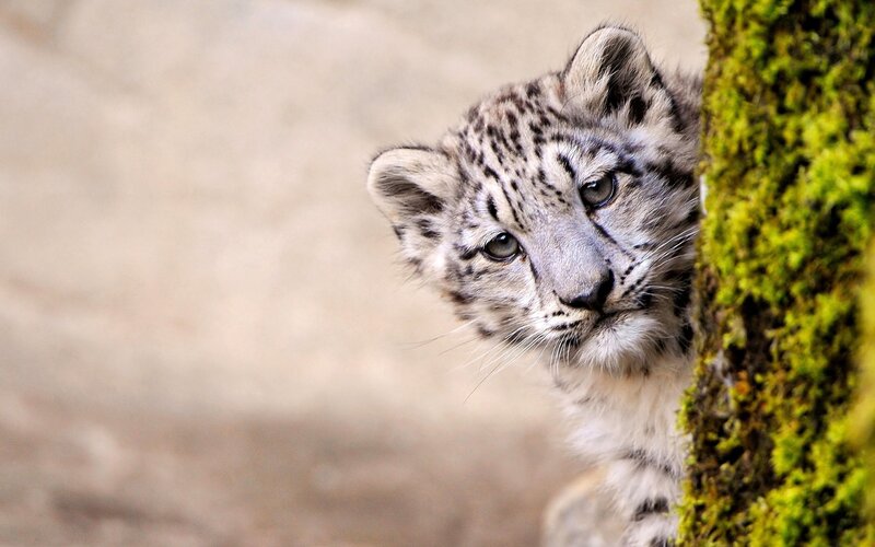 snow leopard cub peeking