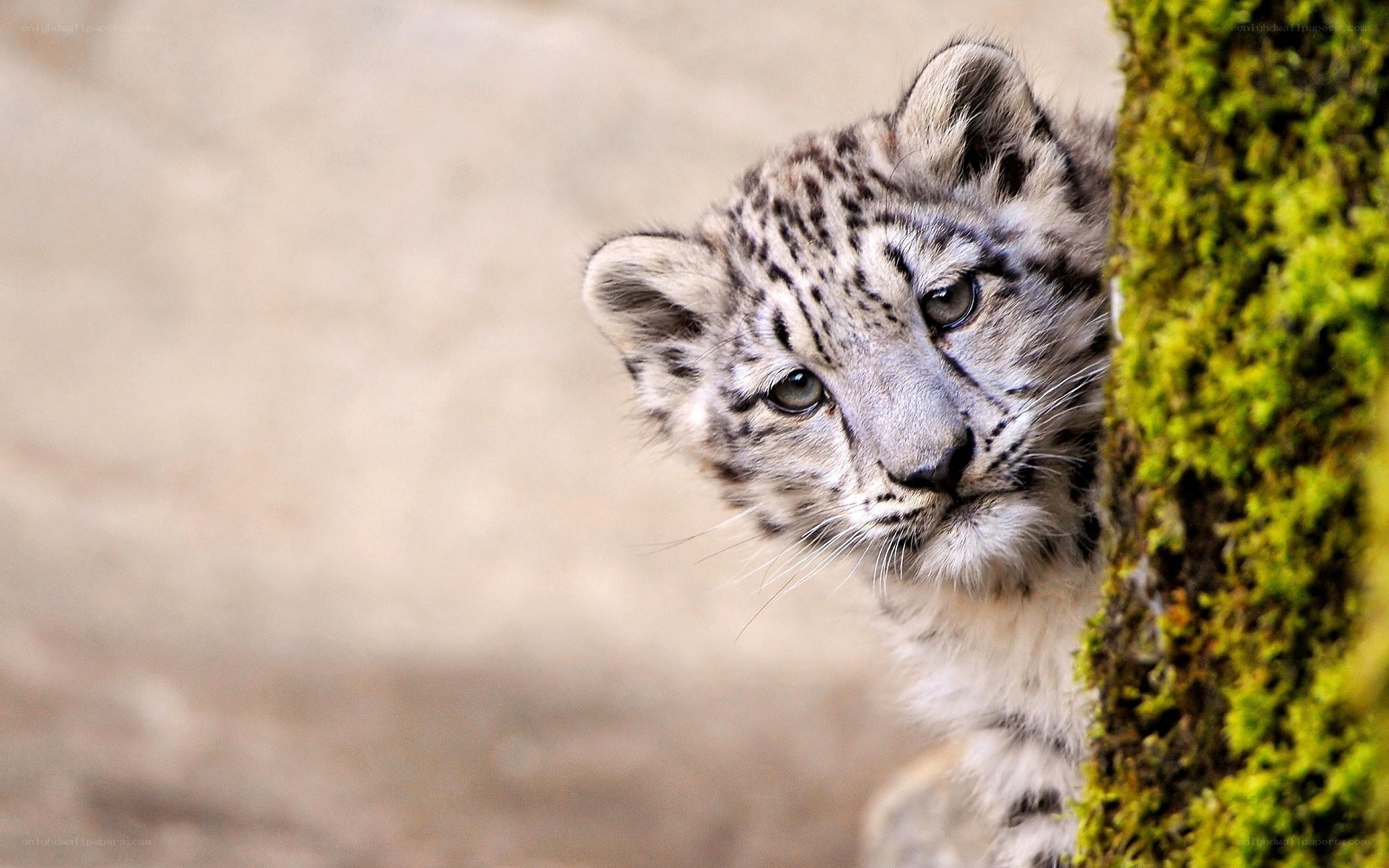 snow leopard cub peeking