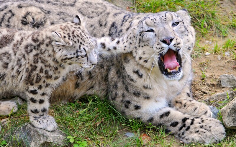 Snow leopard cub playing with adult