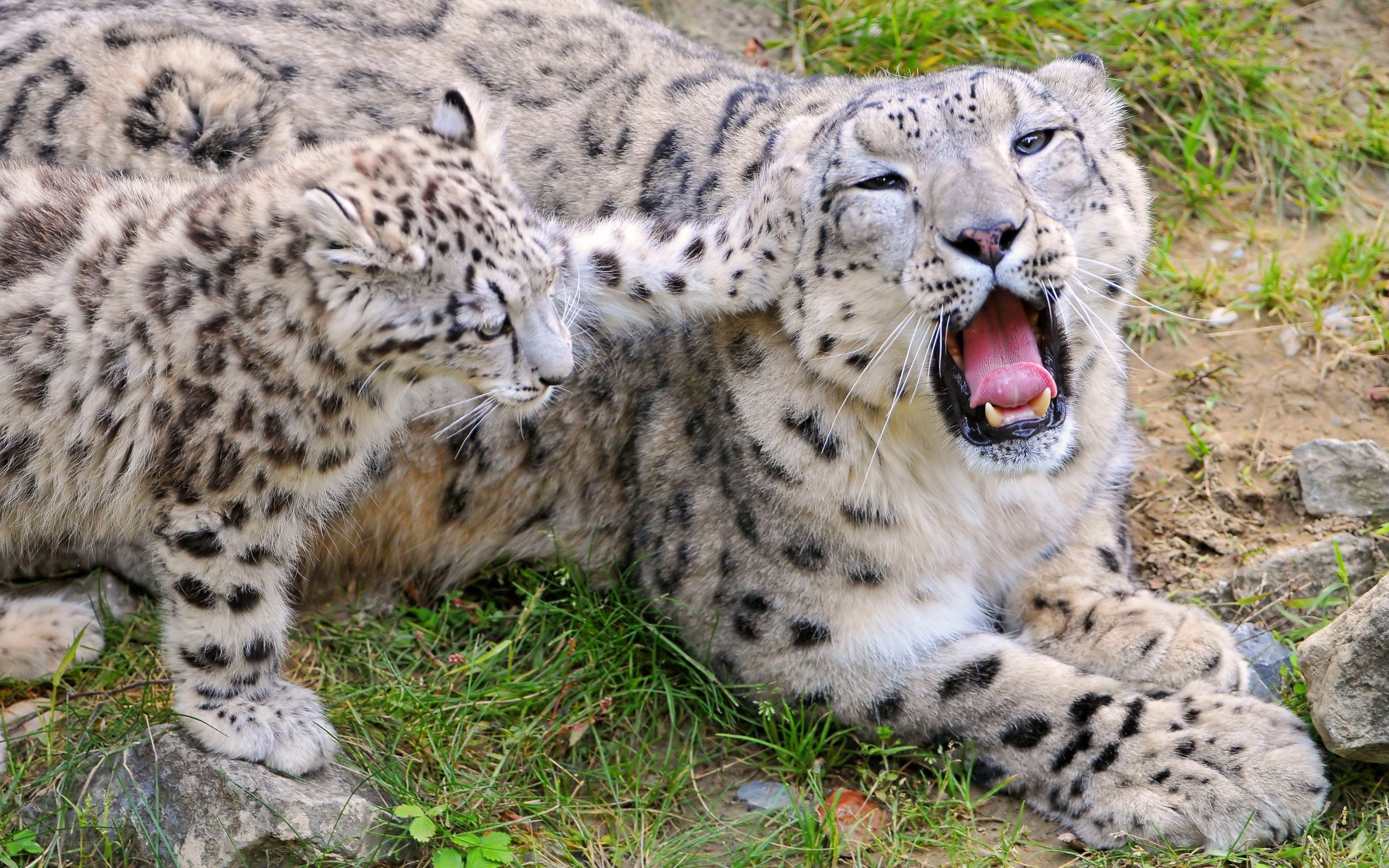 Snow leopard cub playing with adult