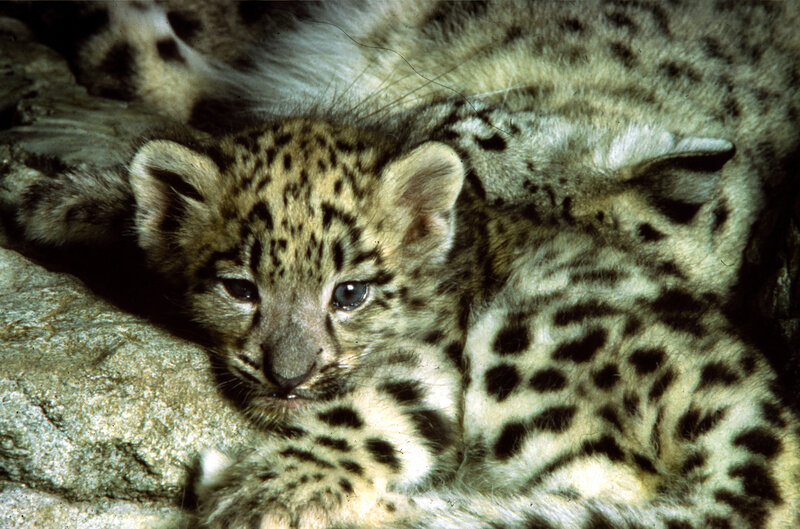 Snow leopard cub resting
