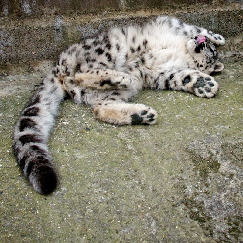 snow leopard cub resting