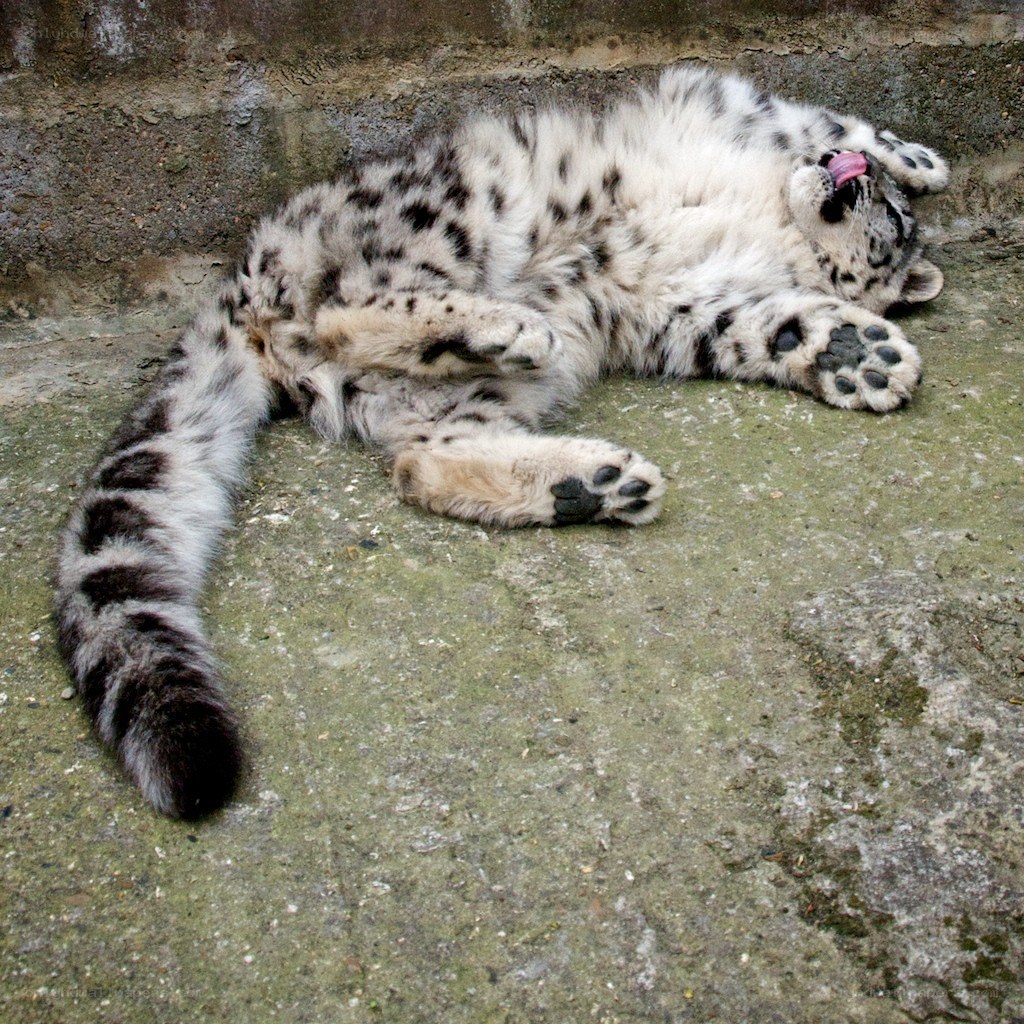 snow leopard cub resting