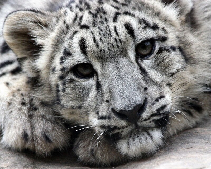 Snow leopard cub resting
