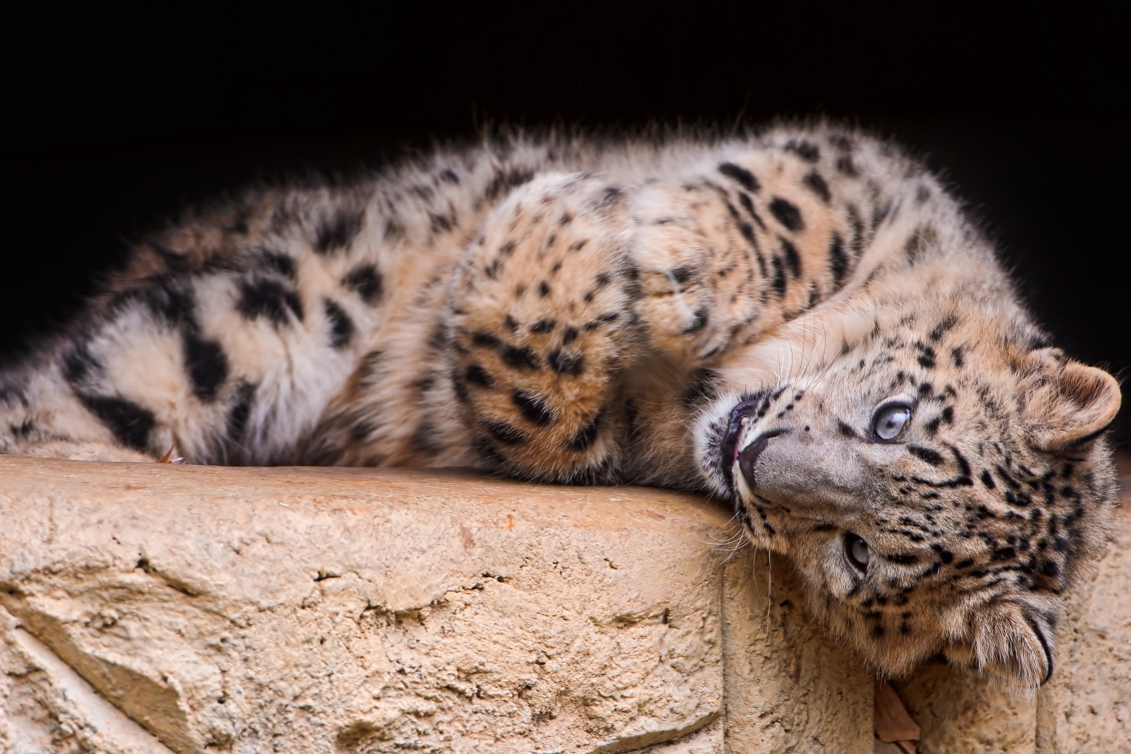 Snow leopard cub resting