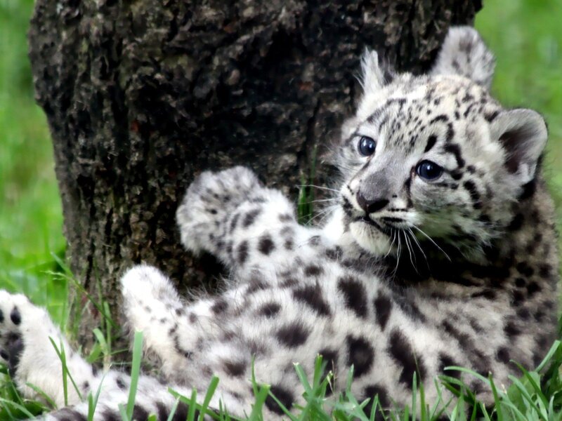 Snow leopard cub resting