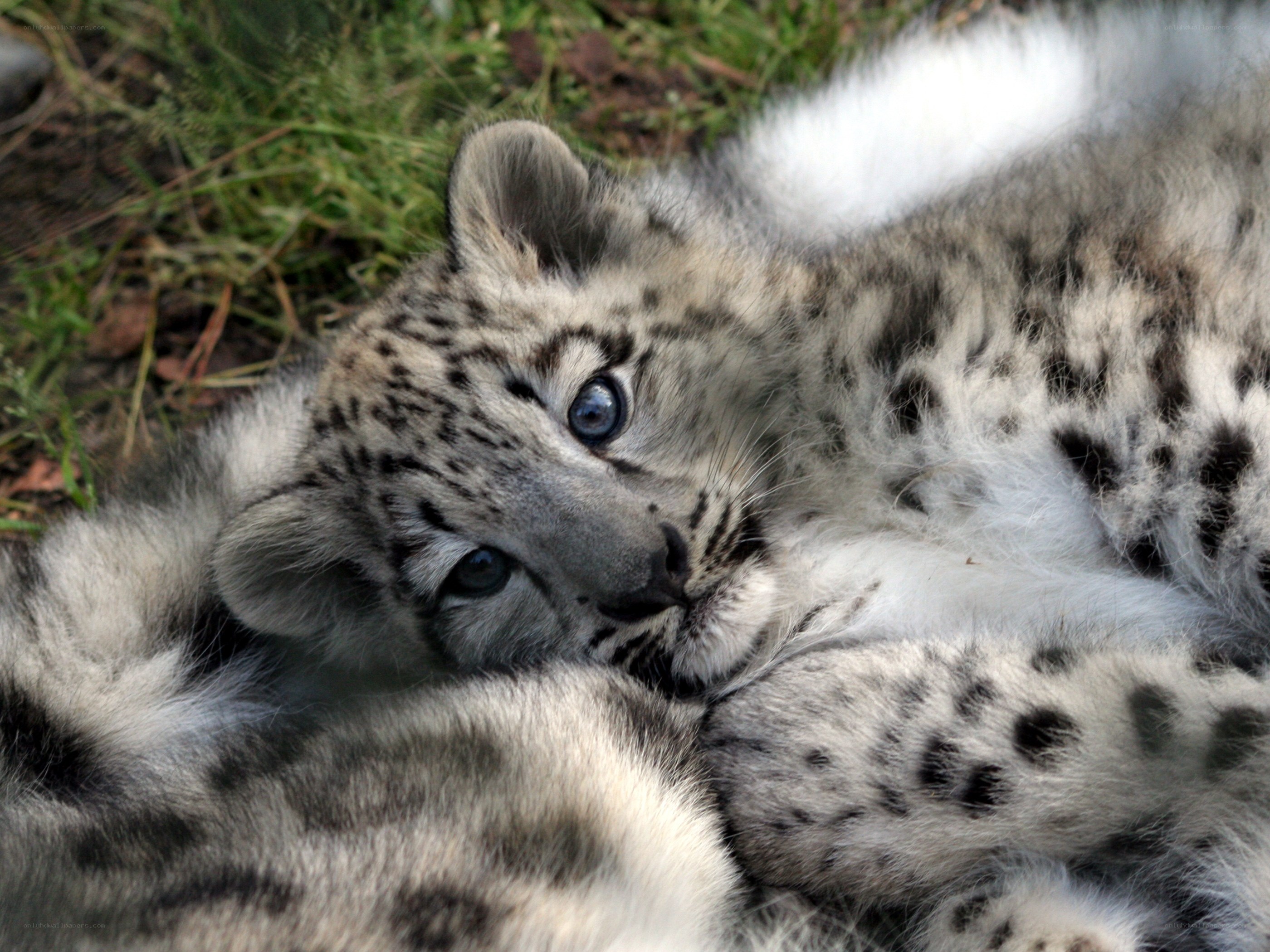 snow leopard cub resting