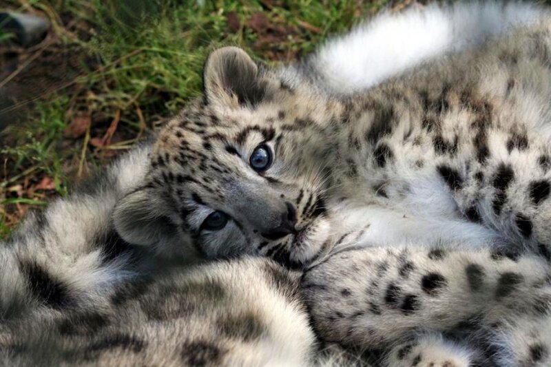 Snow leopard cub resting