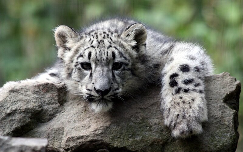 snow leopard cub resting