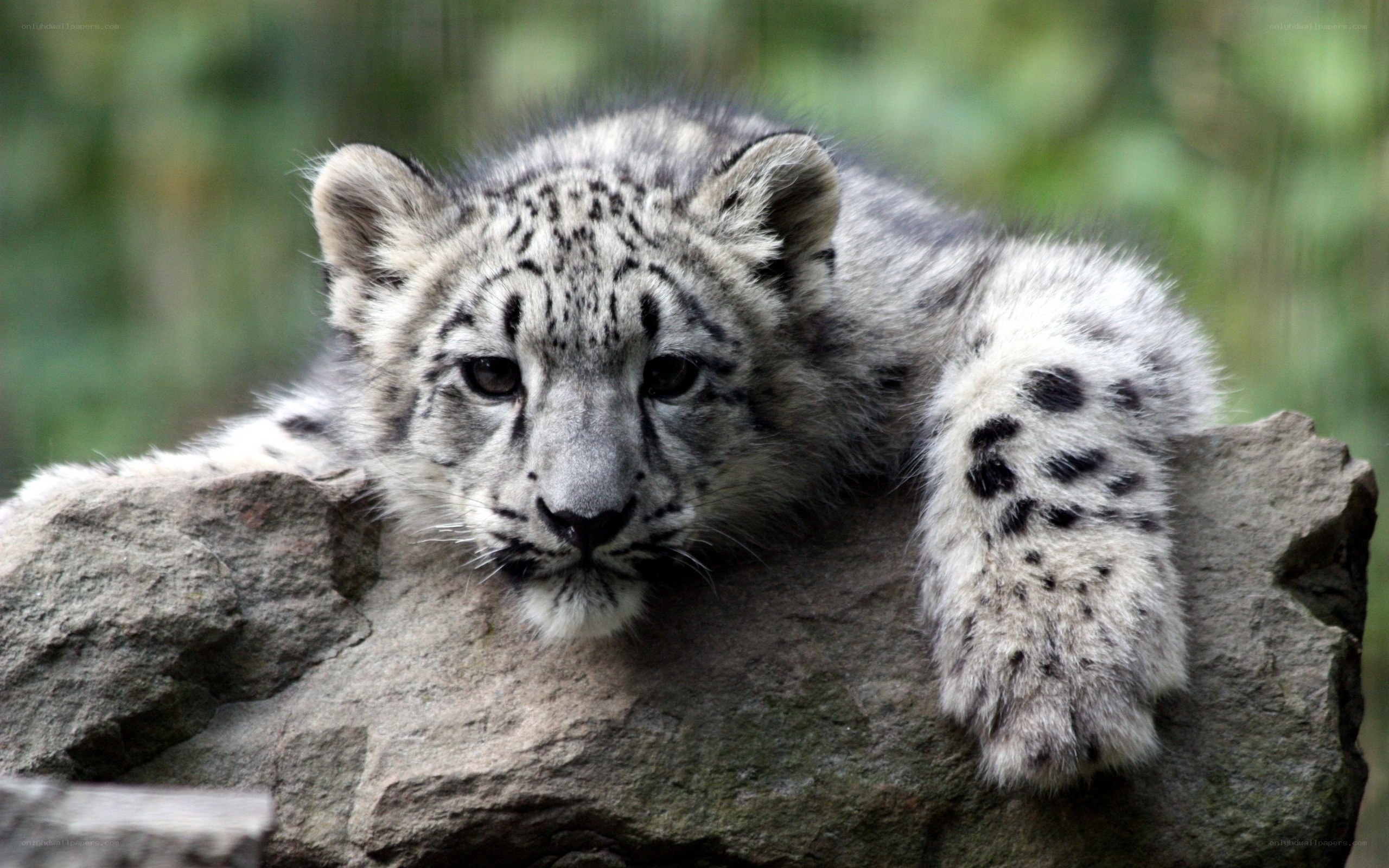 snow leopard cub resting