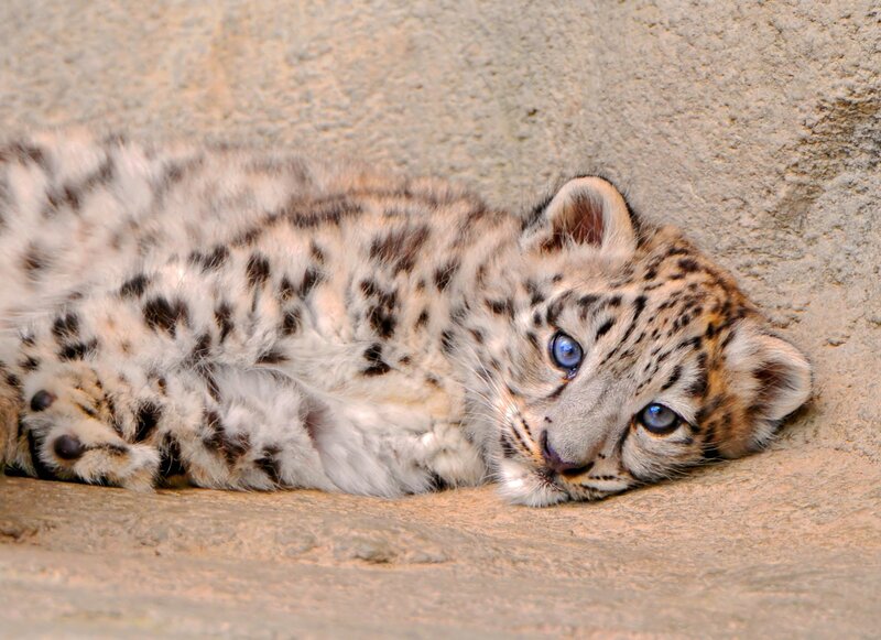 Snow leopard cub resting