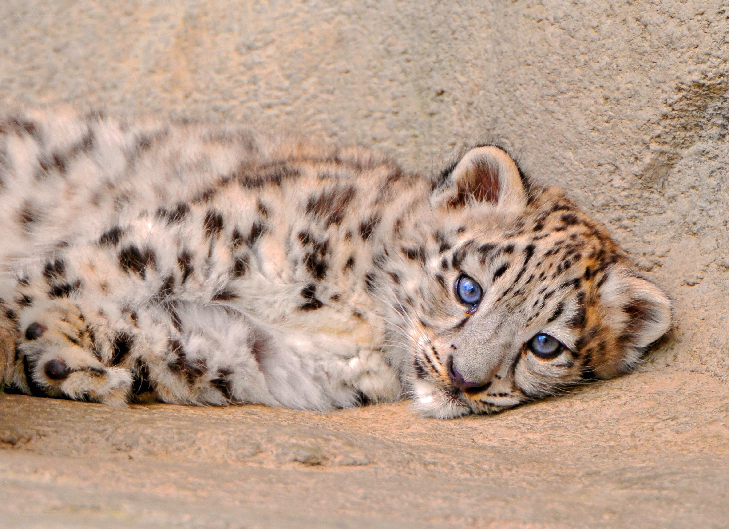Snow leopard cub resting