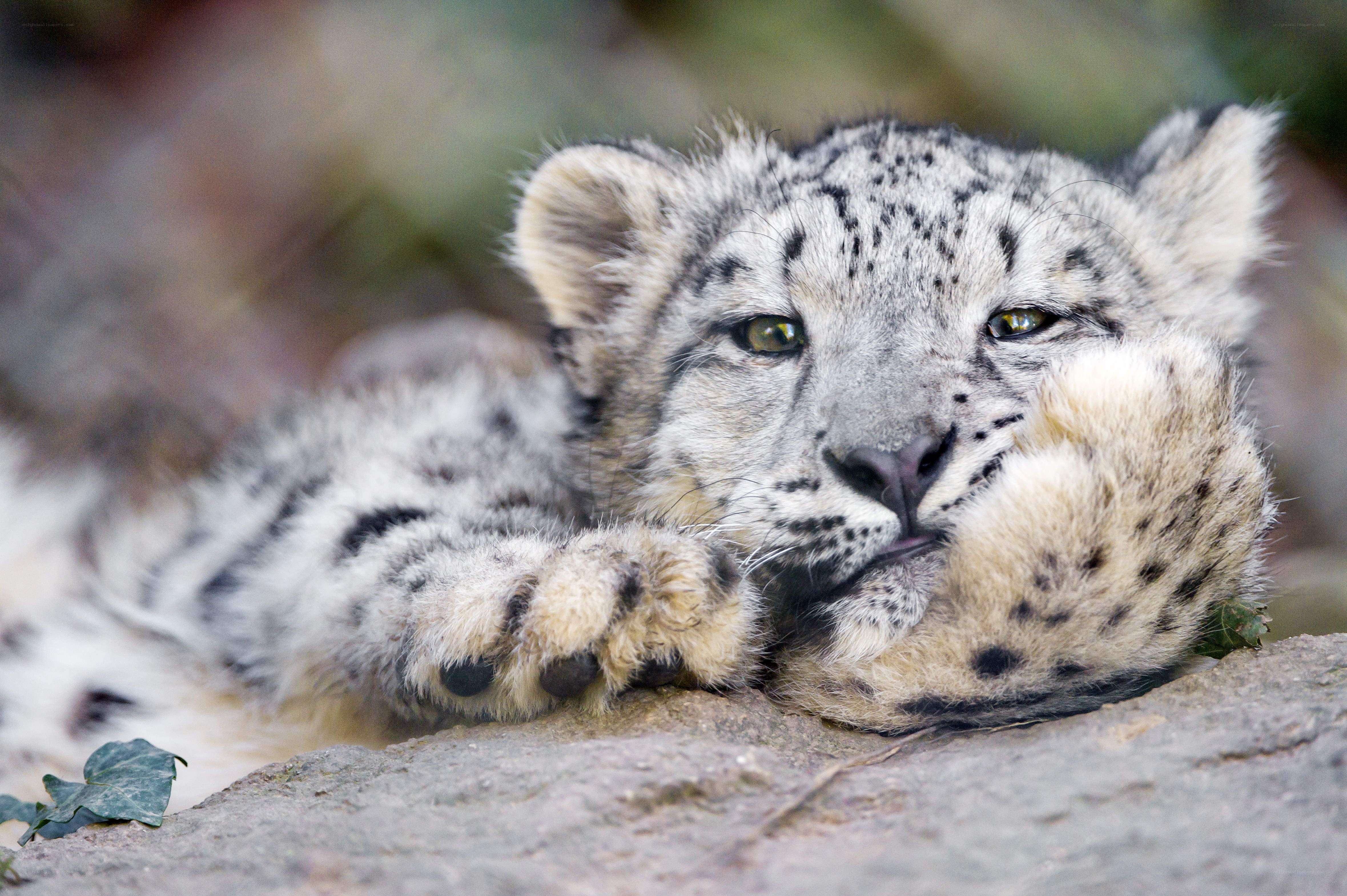 Snow leopard cub resting